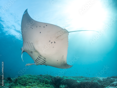 Belly shot, Oceanic Manta Ray, Raja Ampat Indonesia