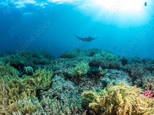 Oceanic Manta Ray, Coral reefs, Raja Ampat, Indonesia