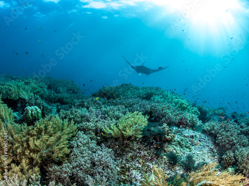 Oceanic Manta Ray  Coral reefs  Raja Ampat  Indonesia