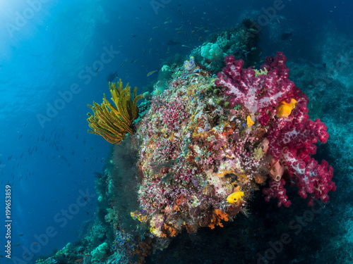 Fototapeta Naklejka Na Ścianę i Meble -  Beautiful Coral reefs, Raja Ampat, Indonesia