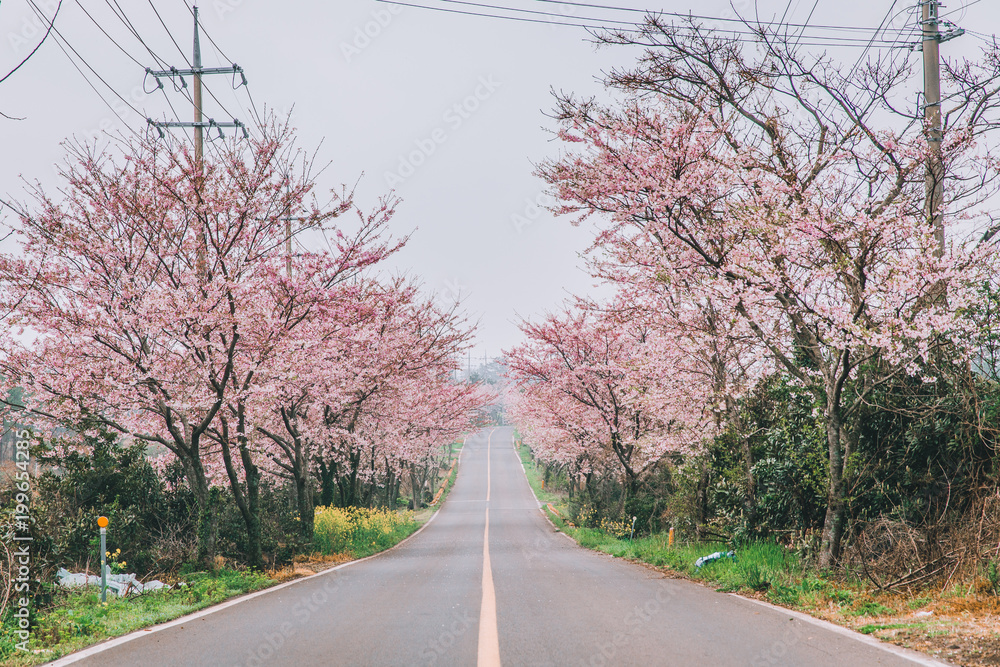 cherry blossom trees on the road cherry blossom trees on the road