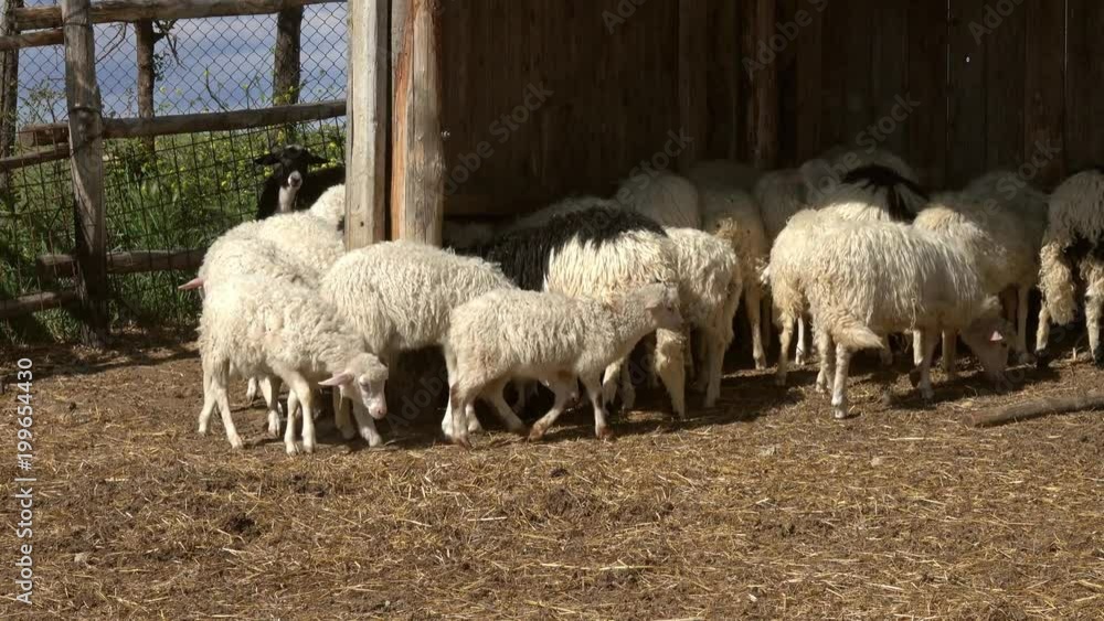 sheeps eating hay at farm, 4k sheeps eating hay at farm, 4k
