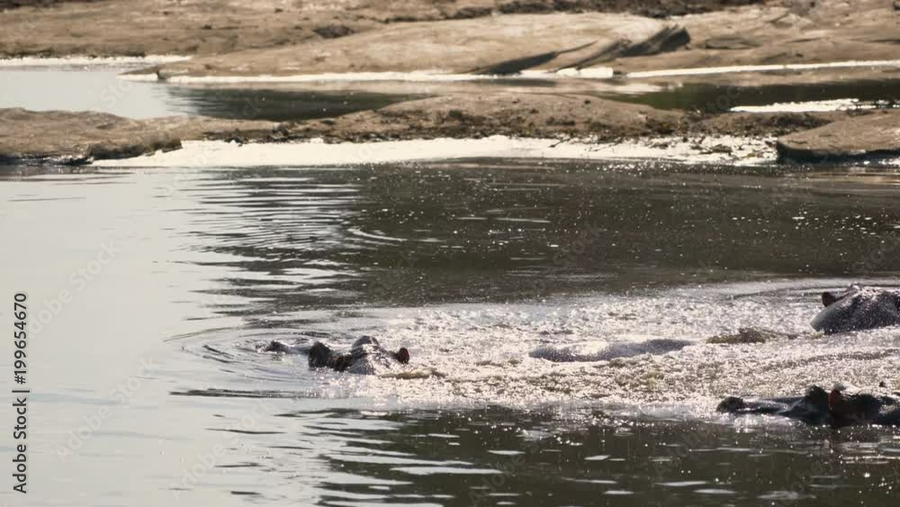 Hippos in Maasai Mara National Reserve Hippos in Maasai Mara National Reserve