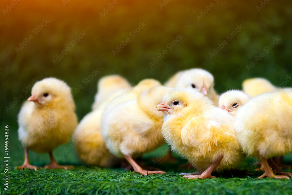 Fototapeta premium Close-up of a lot of small yellow chicks or Gallus gallus with black eyes on the artificial grass in the room sits