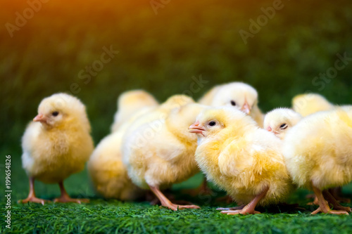 Fotografering Close-up of a lot of small yellow chicks  or Gallus gallus  with black eyes on t
