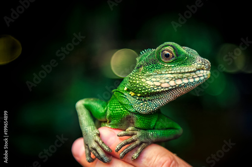 Close-up of a green beautiful lizard or Lacertilia  with big black eyes sitting on a finger