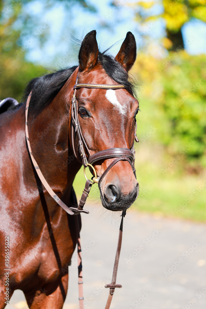 Fototapeta premium Head Portraits Horse Warmblood in sunlight with headpiece and teeth..