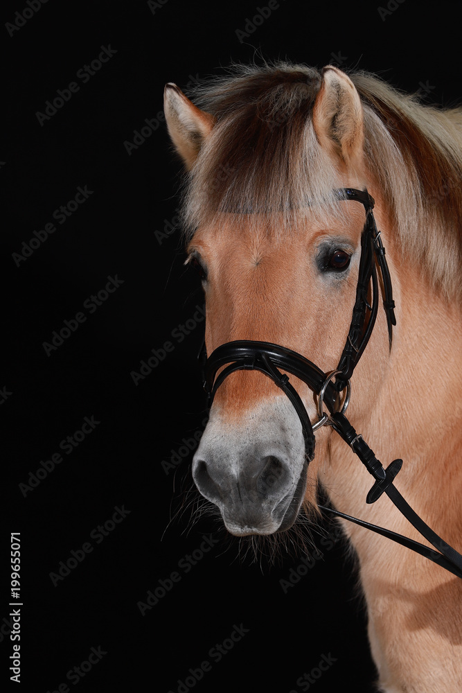 Fototapeta premium Norwegian fjord horse (also Norwegian, fjordinger, fjord horse or fjord pony) in portraits with black leather trimmer, isolated against a black background. Photographed in the studio..