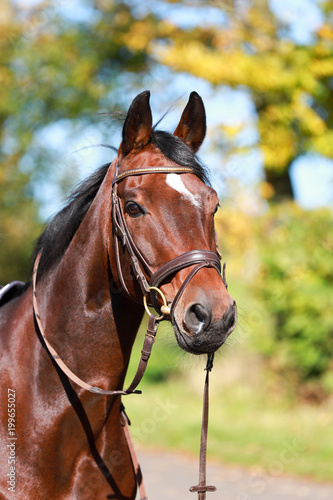 Head Portraits Horse Warmblood in sunlight with headpiece and teeth..