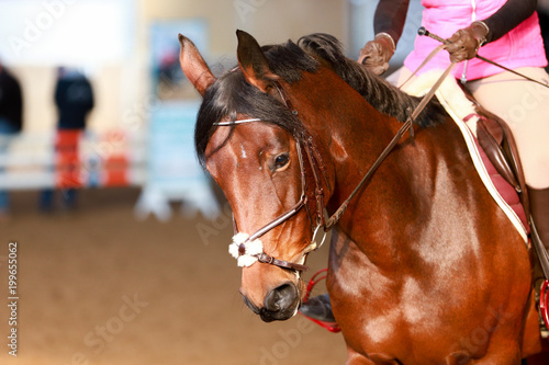 Horse Warmblood in portraits with rider in the riding hall..