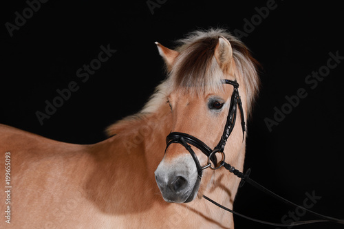 Fotografia Norwegian fjord horse (also Norwegian, fjordinger, fjord horse or fjord pony) in portraits with black leather trimmer, isolated against a black background