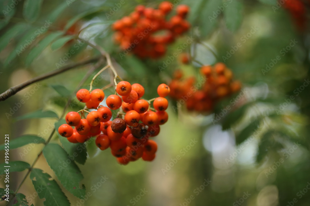 Obraz premium red rowan berries in the nature