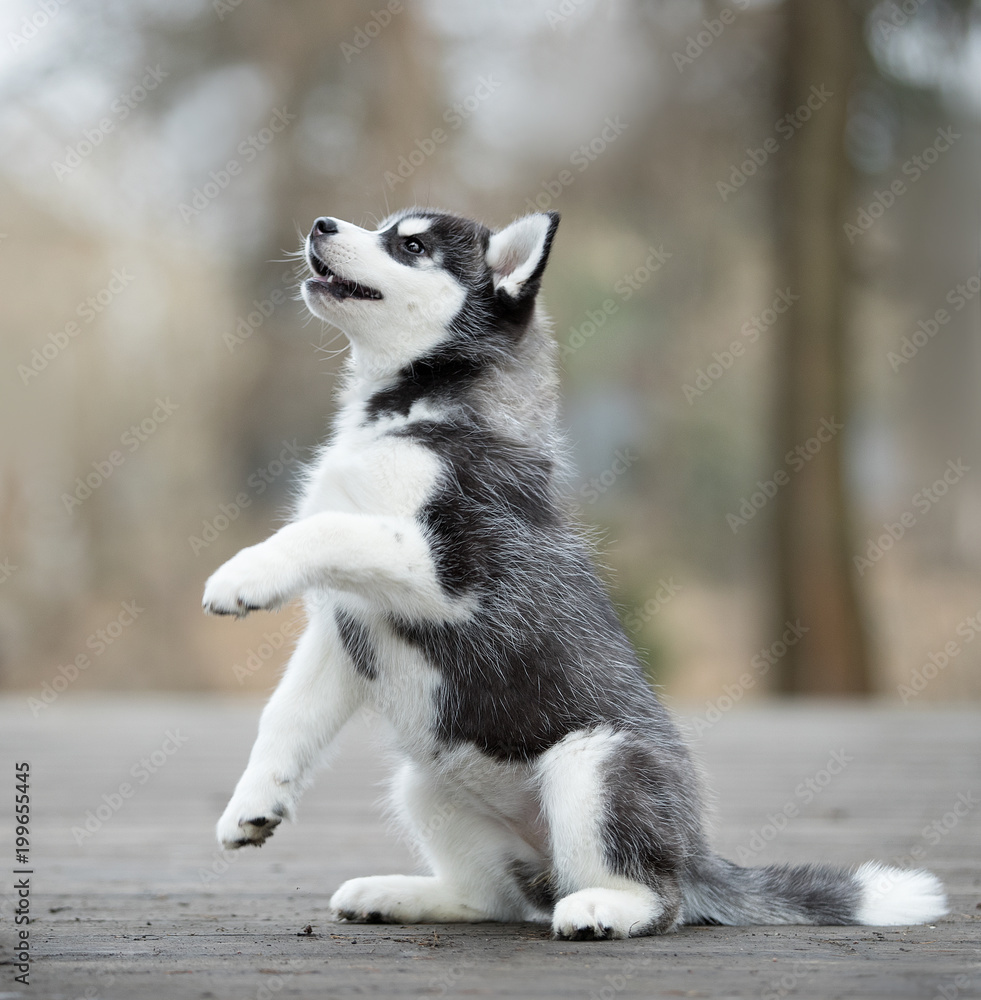 Husky hot sale puppy paws