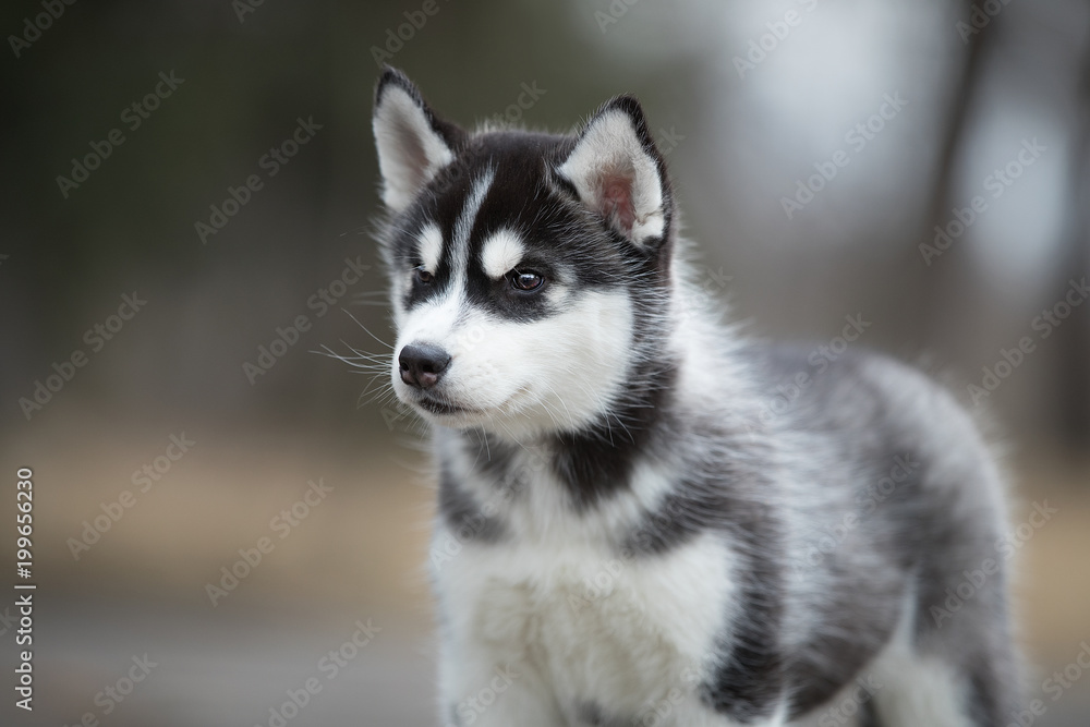 Cute puppy Siberian husky black and white on the ground