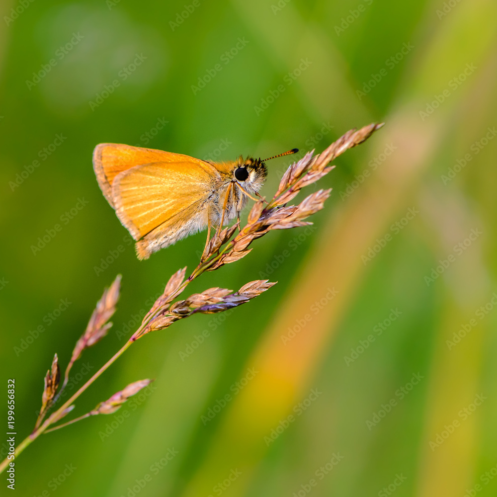 Obraz premium Butterfly ochlodes sylvanus with yellow folded wings
