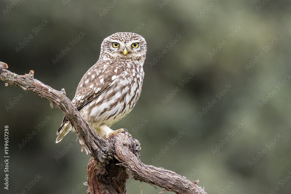 Athene noctua little owl Athene noctua little owl