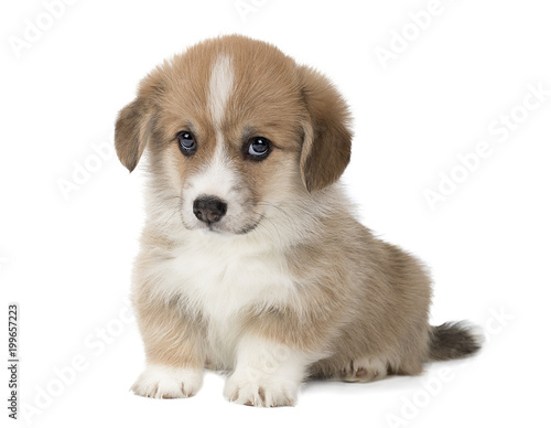 Fototapeta Naklejka Na Ścianę i Meble -  cute puppy Welsh Corgi Pembroke on white background in Studio