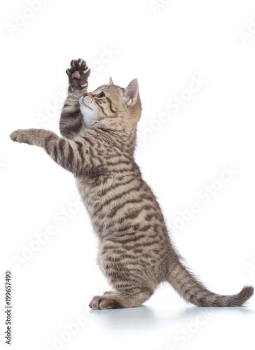 Playful cat standing on hind legs and looking forward. Side view, isolated on white background
