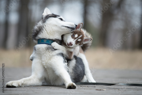Portrait of the female husky with puppy at autumn time