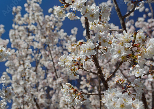 巴旦杏 スモモ の白い花 Stock Photo Adobe Stock 巴旦杏 スモモ の白い花 Stock Photo Adobe Stock