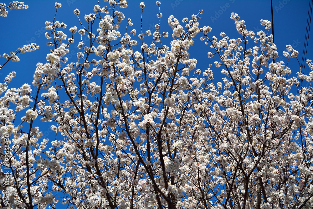巴旦杏（スモモ）の白い花