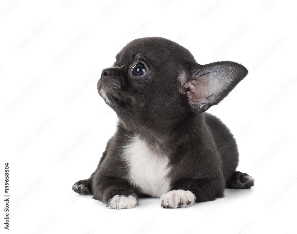 cute Chihuahua puppy isolated on white background