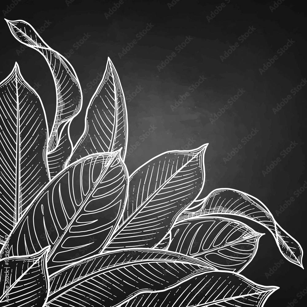 Fototapeta Graphic heliconia leaves