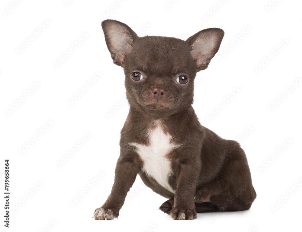 cute Chihuahua puppy isolated on white background