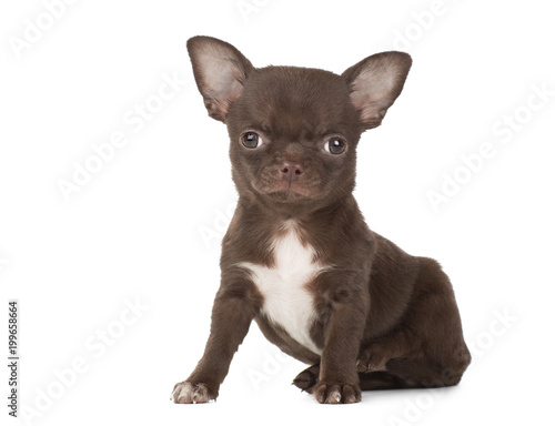 cute Chihuahua puppy isolated on white background © vivienstock