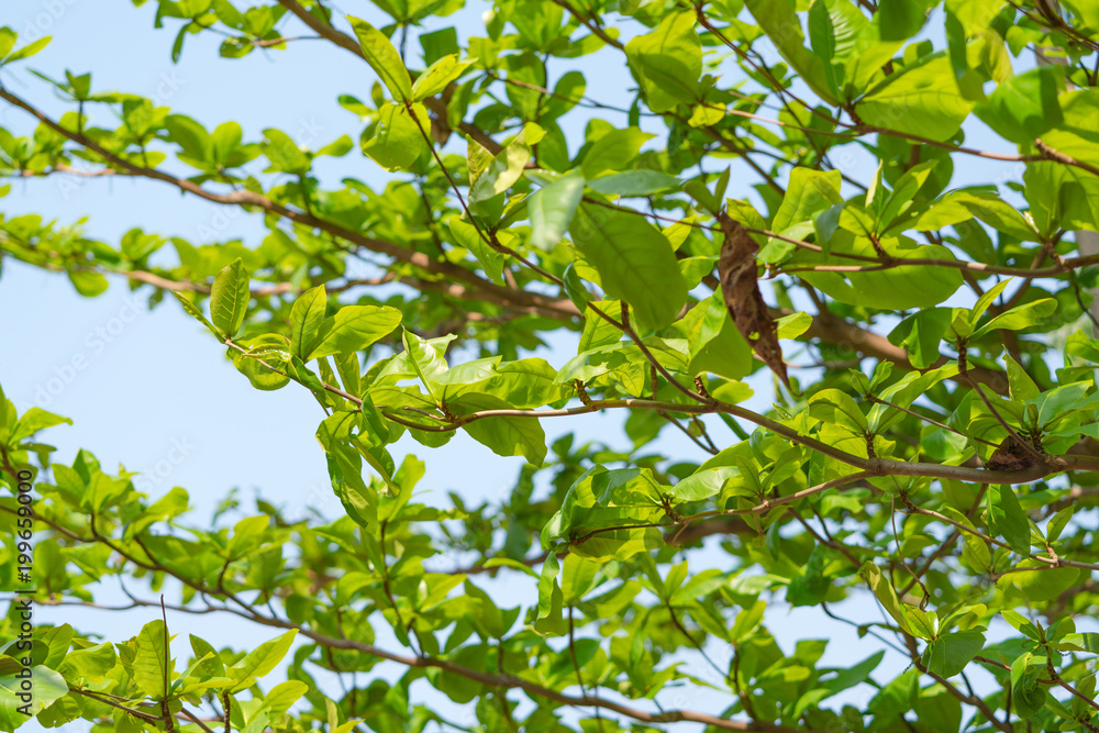 Green leaves with nature