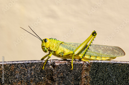 Locust on the ground