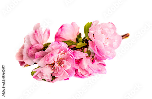 Fototapeta Naklejka Na Ścianę i Meble -  Spring Cherry blossoms, pink flowers isolated on white background