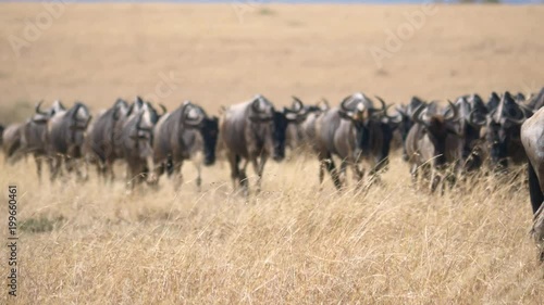 Wallpaper Mural Wildebeests herd walking in Masai Mara Torontodigital.ca