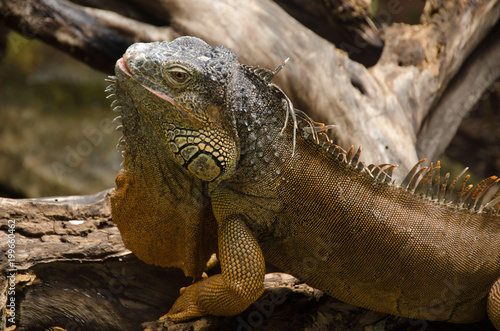 Iguana at Mexican Caribbean