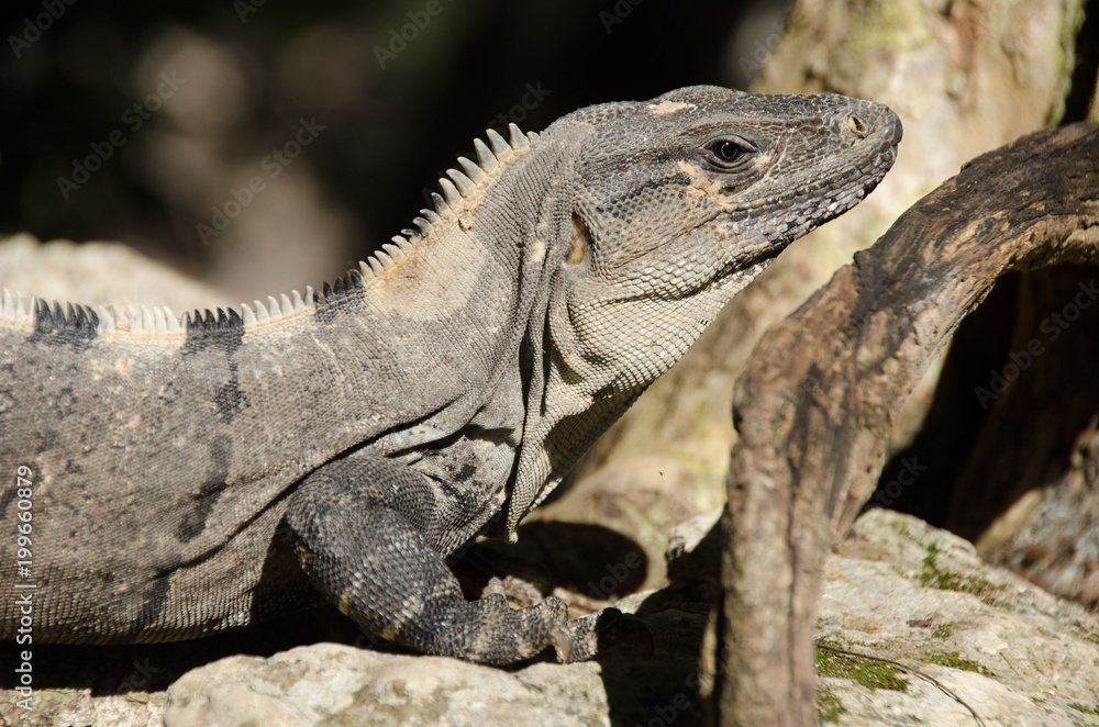 Fototapeta premium Iguana at Mexican Caribbean