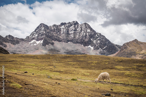 The hiking track with a wild alpaca in Vinicunca Rainbow Mountain - Peru