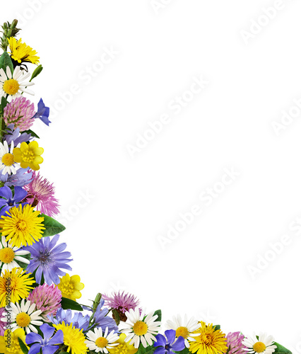 Wild flowers in a corner ar...