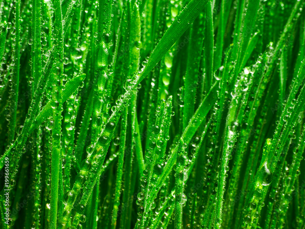 Fototapeta premium Fresh green wheat grass with drops dew / macro on blue sky background.