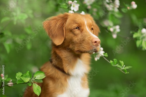 Dog Nova Scotia duck tolling Retriever sitting in a tree on a background of white flowers in the garden.