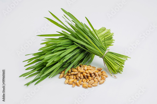 Shot glass of wheat grass with fresh cut wheat grass and wheat grains photo