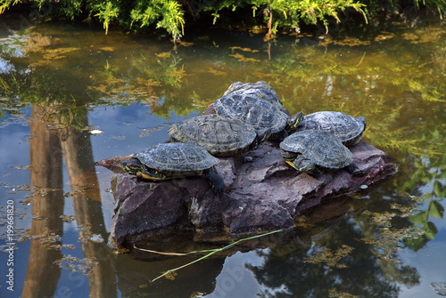 Turtles. Family on a rock in the middle of the lake © Oleksandr Umanskyi