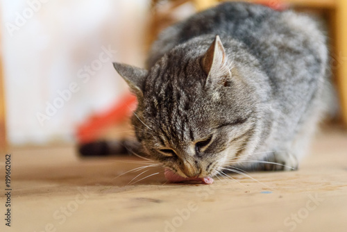 gray cat eats on a wooden floor