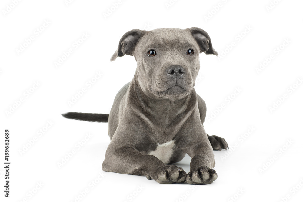 Obraz premium Cute puppy staffbull on a white background isolated