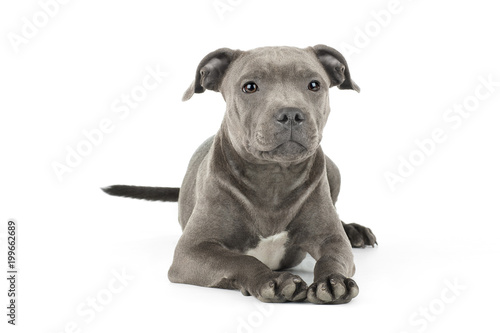 Cute puppy staffbull on a white background isolated
