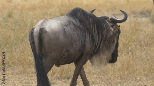 Wildebeest walking photo