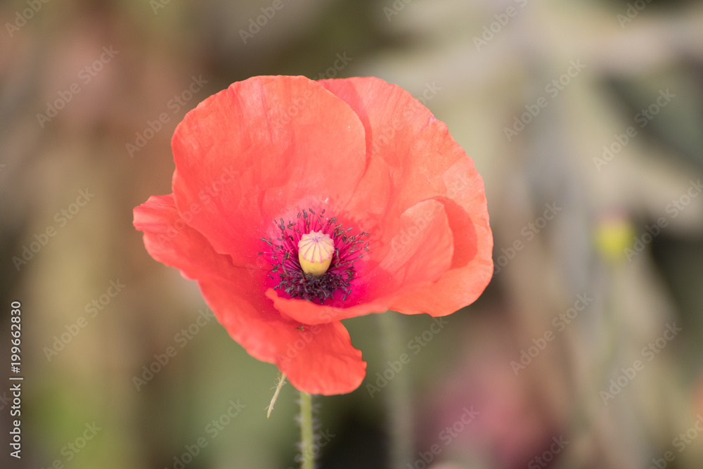 Pink Poppy flowers Pink Poppy flowers