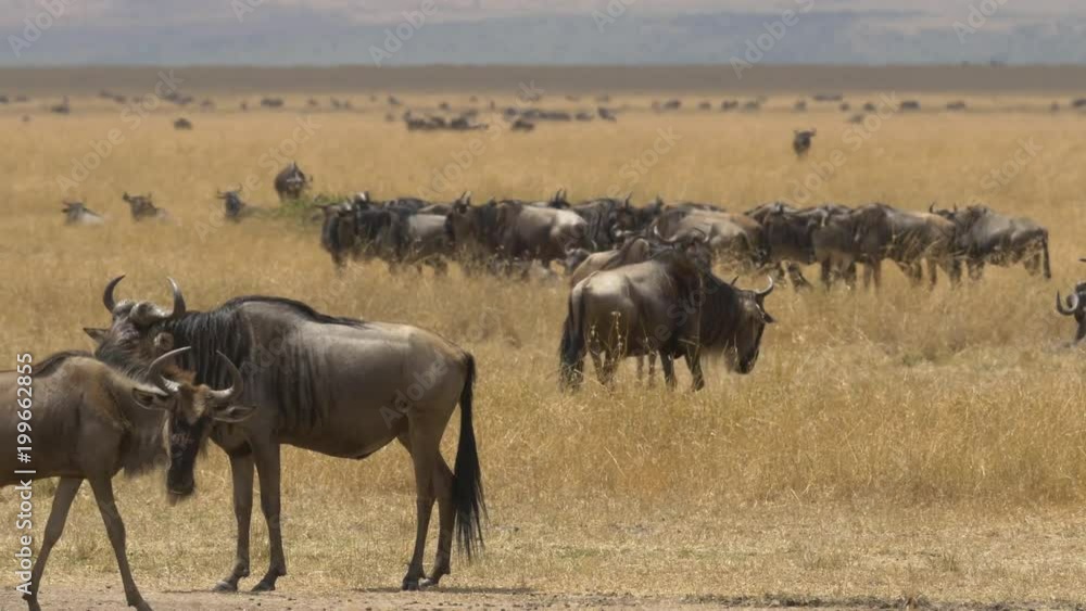 Wildebeests on dry plains Wildebeests on dry plains