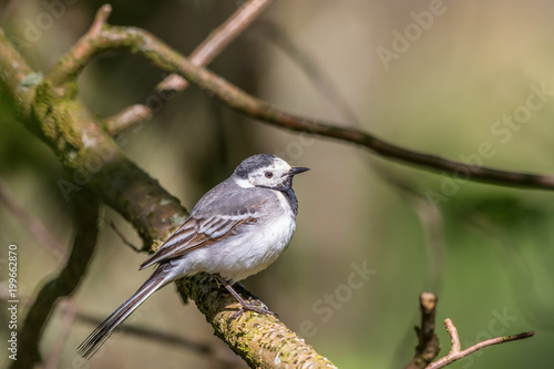 White wagtail on a tree branch