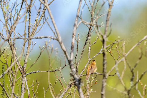 Sedge Warbler sits and shows the back of a branch of the tree