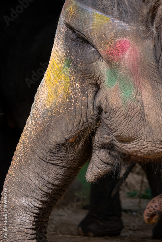 Indian Elephants photo